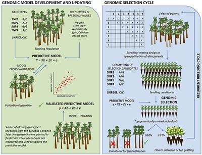 Quantitative Genetics and Genomics Converge to Accelerate Forest Tree Breeding